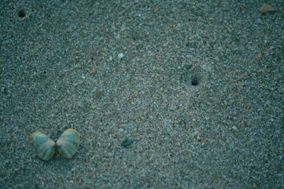 High angle view of shell on sand