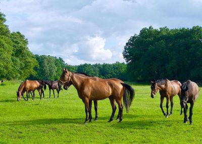 Horses in ranch against sky