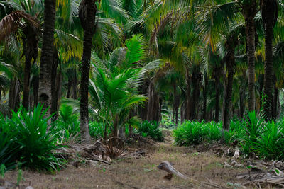 Trees growing in forest