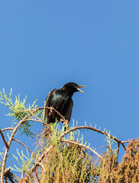 Eastern starling sturnus vulgaris bird perches high in a tree in naples, florida