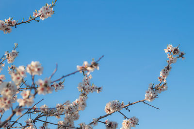 Low angle view of cherry blossom against blue sky