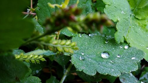 Close-up of wet plant leaves during rainy season