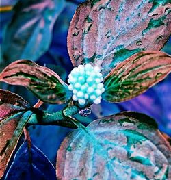 Close-up of purple flower
