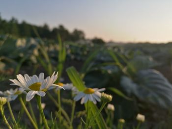 Close-up of flowers blooming against sky