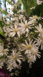 Close-up of white flowering plants