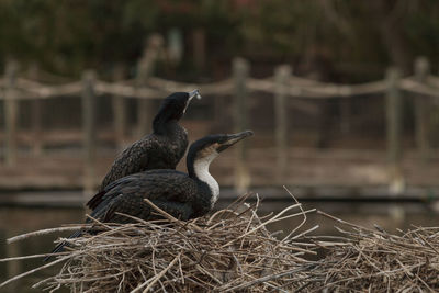 Side view of birds against blurred background