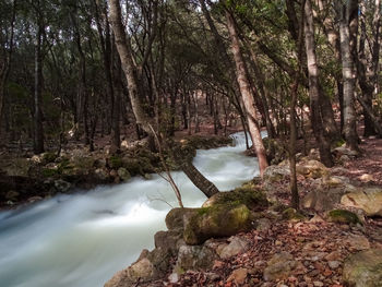 River amidst trees in forest