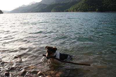 Dog in a lake