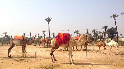 Camels standing on landscape against clear sky