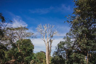 Low angle view of trees against blue sky