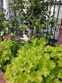 High angle view of flowering plants by fence