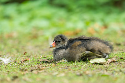 Close-up of bird on field