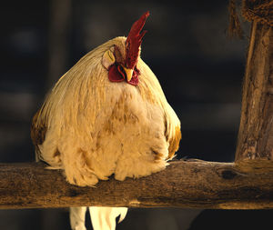 Close-up of rooster perching on wood