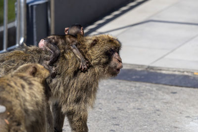 Portrait of a monkey