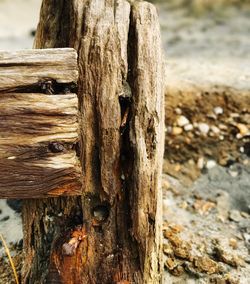 Close-up of tree trunk