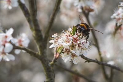 Close-up of insect on cherry blossom