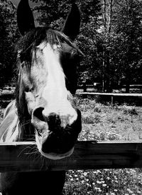 Close-up portrait of horse in stable