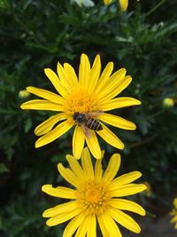 Close-up of insect on yellow flower