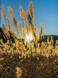 Close-up of wheat field against clear sky