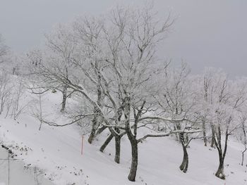 Bare trees on snow covered land against sky