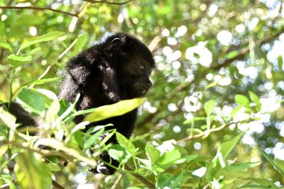 Close-up of monkey on tree in forest