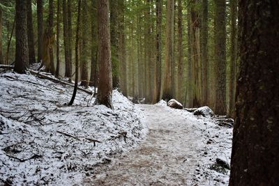 Trees in forest during winter