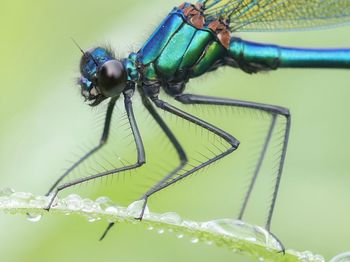 Close-up of damselfly on wet leaf