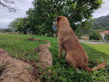 View of a horse on field