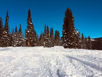 Pine trees on snow covered field against sky