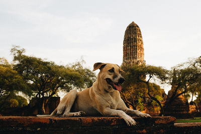 View of a dog looking away against trees