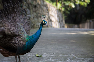 Close-up of peacock on road