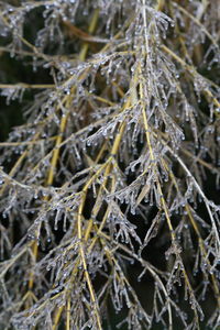 Close-up of snow on plant