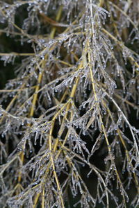 Close-up of snow on plant