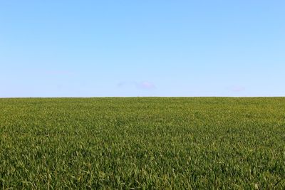 Scenic view of field against clear sky