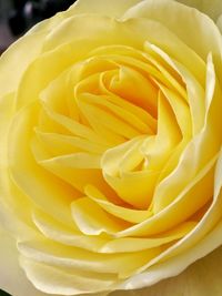 Close-up of yellow rose