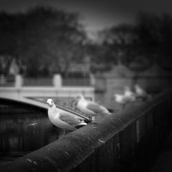 Seagull perching on railing