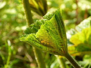 Close-up of fern leaf