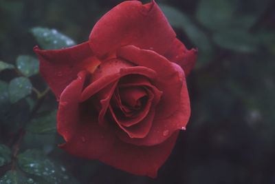 Close-up of red rose