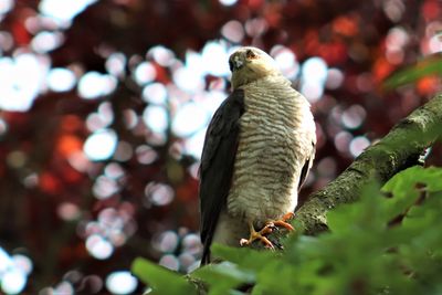 Close-up of bird perching on branch