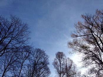 Low angle view of bare trees against blue sky