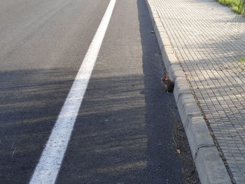 High angle view of zebra crossing on road