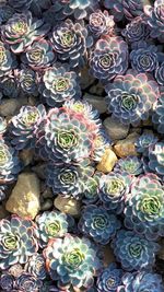 Full frame shot of succulent plant in market