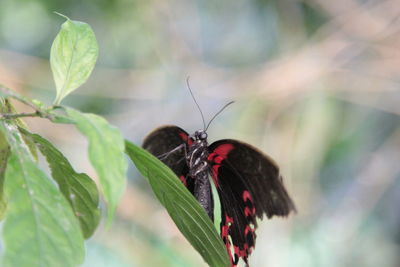 Close-up of butterfly on plant
