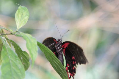 Close-up of butterfly on plant