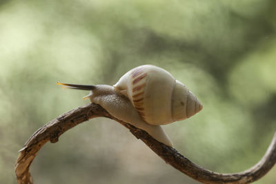 Snail from borneo forest