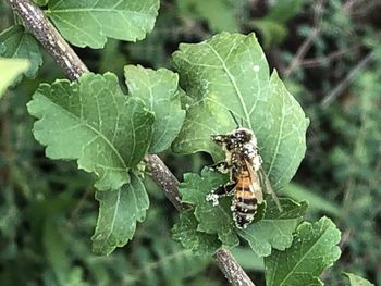 Close-up of insect on leaf