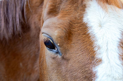 Close-up of a horse