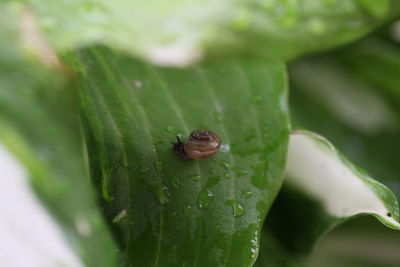 Close-up of insect on leaf