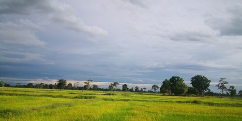 Scenic view of field against sky