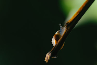 Low angle view of a snail climbing a stick